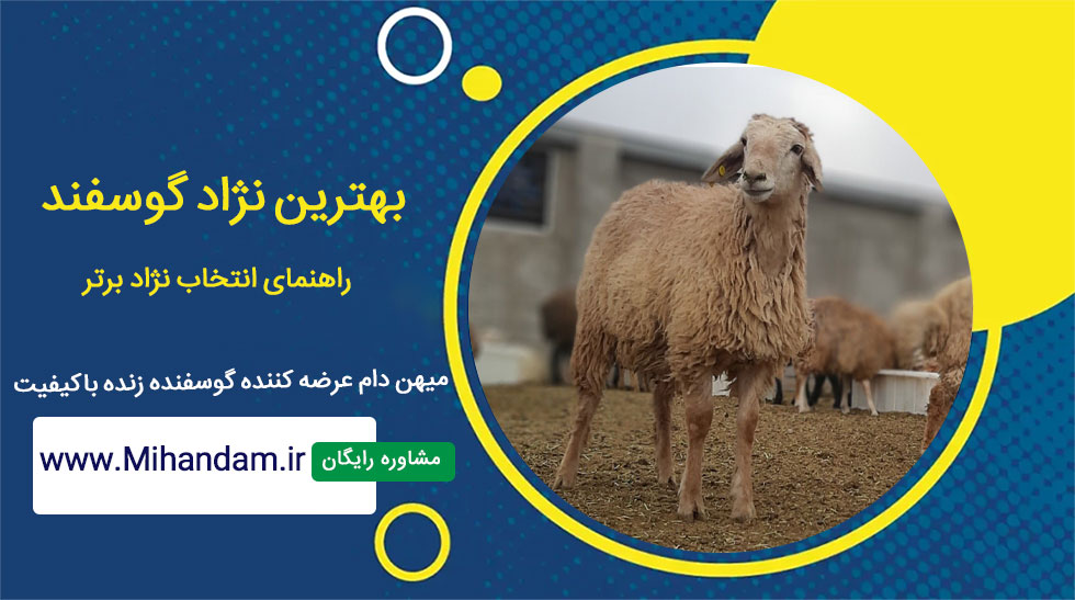 بهترین نژاد گوسفند + راهنمای انتخاب نژاد مناسب