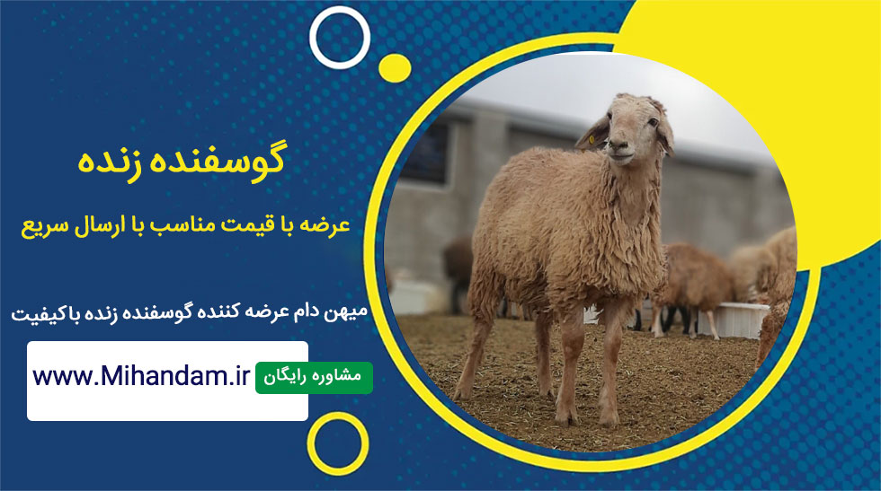 گوسفند زنده