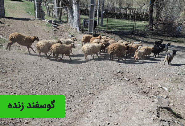 گوسفند زنده