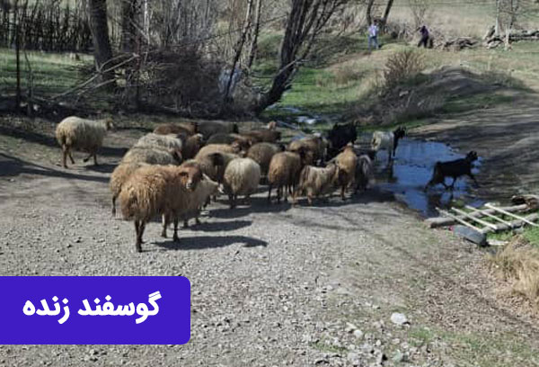 گوسفند زنده قیمت روز